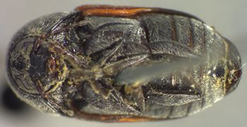 Media type: image;   Entomology 4274 Aspect: habitus ventral view